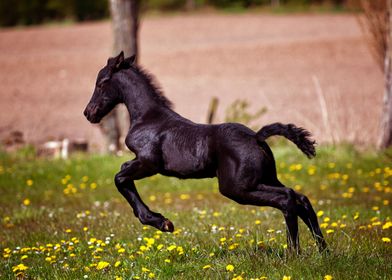 BLACK HORSE