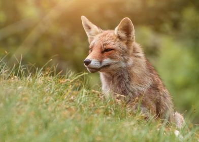 Fox at sunset