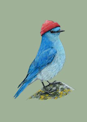 Mountain bluebird