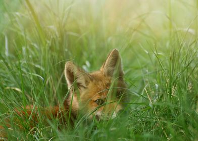 Baby fox in the grass