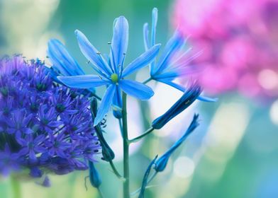 Colorful flowers