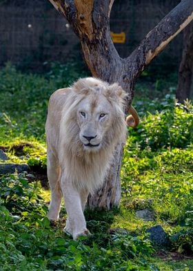 A Lions Majestic Stride