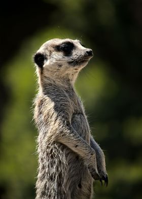 Meerkat