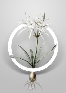 Streambank Spiderlily Art