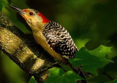 Red Bellied Woodpecker