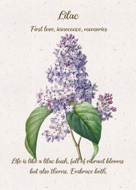 Lilac Flower Language