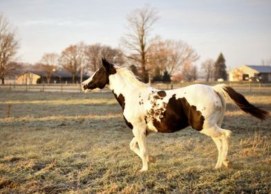 CUTE HORSE 