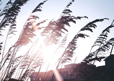 Beach vegetation sunset  