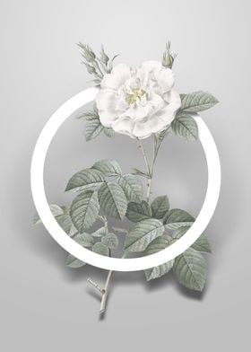 Vintage White Rose Flower