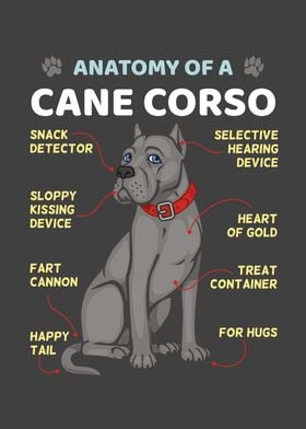 Anatomy Of A Cane Corso