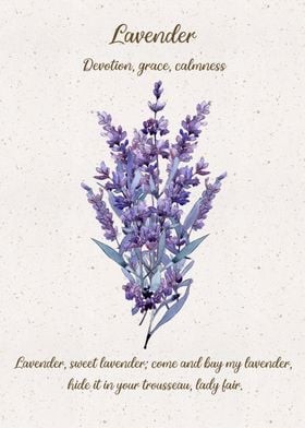 Lavender Flower Language