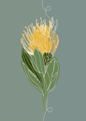 Yellow Pincushion Protea 