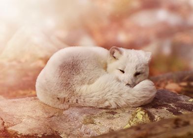 Arctic fox