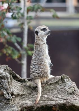 Meerkat