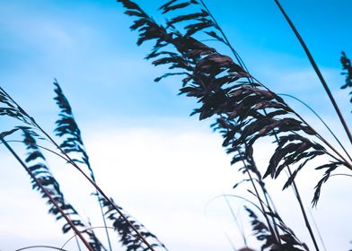 Sea grass in an open sky