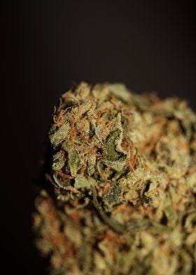 Medical marijuana close up