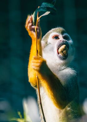 Monkey Having a Snack