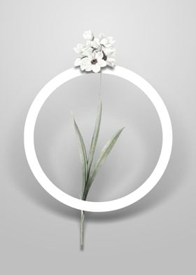 Ixia Maculata Flower Art