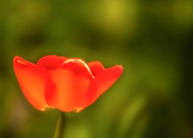 Tulip