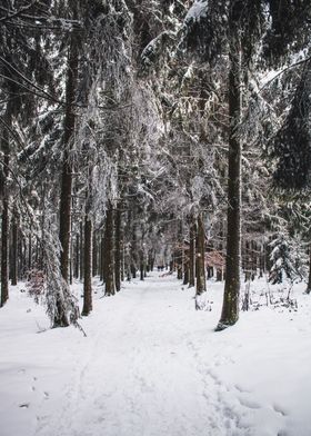 snowy tree allee