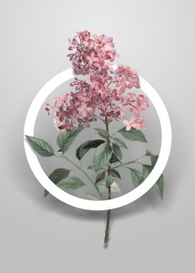 Chinese Lilac Flower Art