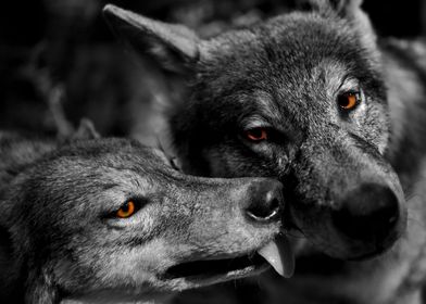 Wolves