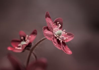 Pink Hepatica flower,macro