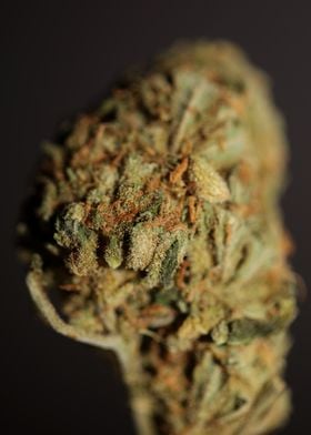 Medical marijuana close up