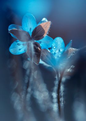 Blue hepatica flowers