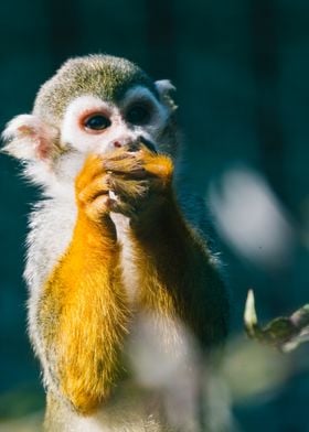 Monkey Having a Snack