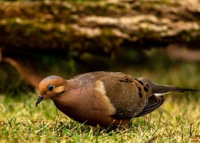 Mourning Dove Foraging