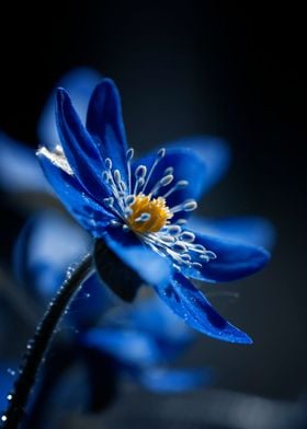 Blue spring flowers