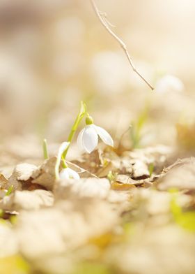 White snowdrops flowers