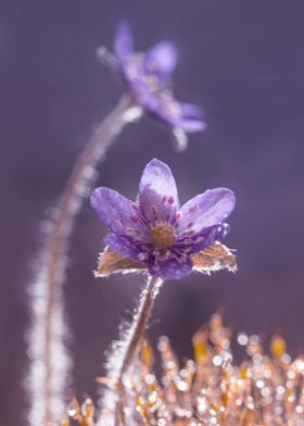 Purple spring flowers