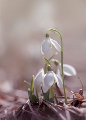 White snowdrops, macro