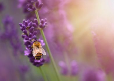 Bee on lavender