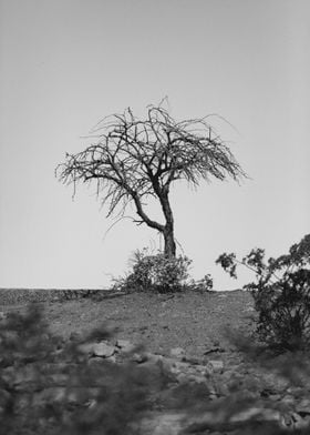 a tree on a great desert