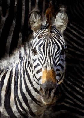 Zebra