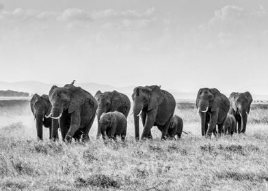A Herd Of Elephants 
