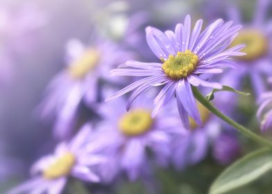 Purple flowers