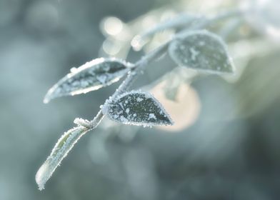 Frost in morning sun