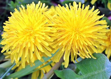 dandelion yellow