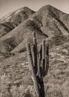 cactus of great desert