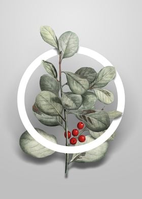 Lingonberry Evergreen Art