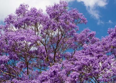 Jacaranda tree