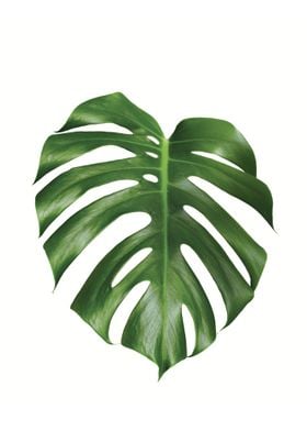 Monstera Leaf