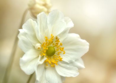 White flower