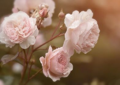 Dreamy pink roses