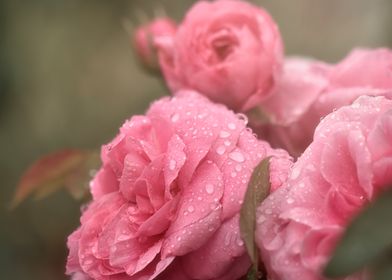 Raindrops on roses