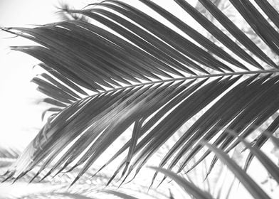 Sun Kissed Palm Leaf 2